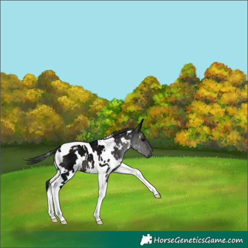 Horse Color:Platinum White Spotted Midnight Brown Tobiano 