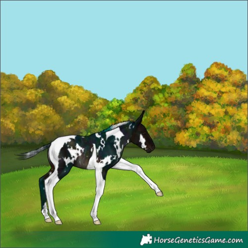 Horse Color:White Spotted Midnight Bay Tobiano Rabicano 