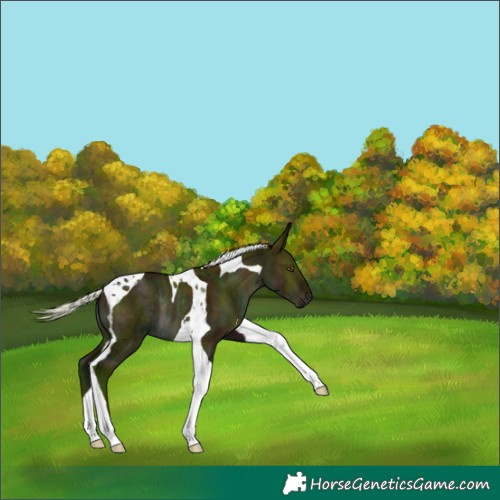 Horse Color:Midnight Silver Brown Dun Tobiano Rabicano 