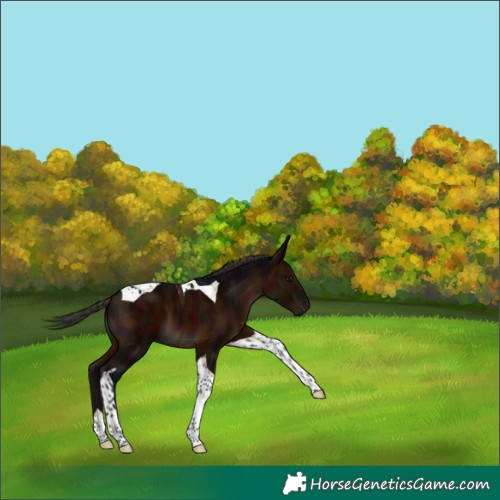Horse Color:Midnight Brown Tobiano 