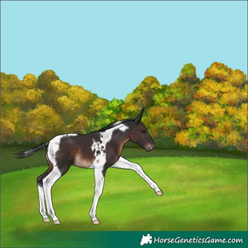 Horse Color:Brown Tobiano 