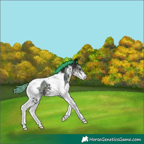 Horse Color:Watercolor Midnight Brown Dun Splash Tobiano 
