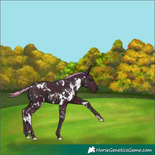 Horse Color:Watercolor White Spotted Midnight Brown 