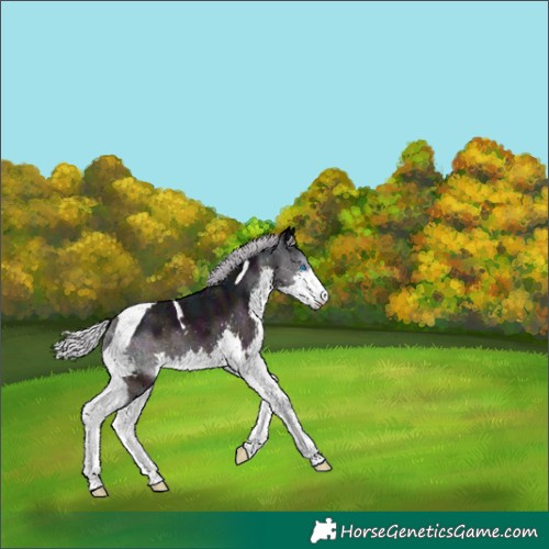 Horse Color:Midnight Silver Brown Dun Splash Tobiano 