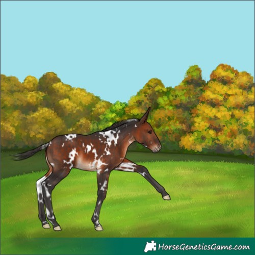 Horse Color:White Spotted Bay 