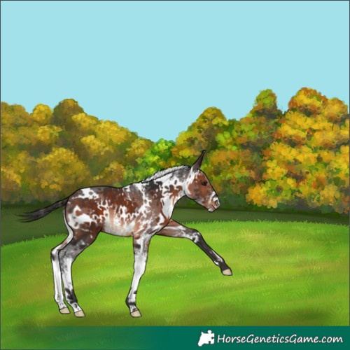 Horse Color:White Spotted Brown Sabino 