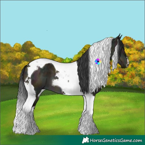 Horse Color:Midnight Brown Dun Tobiano