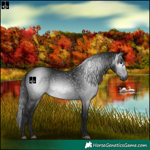 Horse Color:Gray Black 