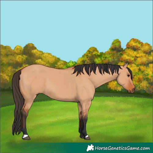 Horse Color:Bay Dun