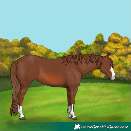 Horse Color:Chestnut 