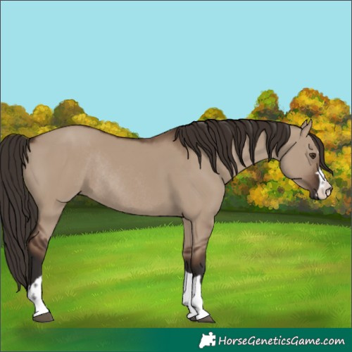 Horse Color:Liver Red Dun Rabicano 