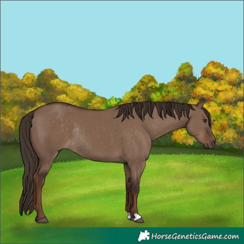 Horse Color:Liver Red Dun Rabicano 
