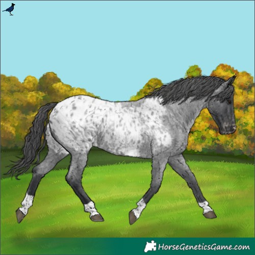 Horse Color:Blue Roan Tobiano Blanket 