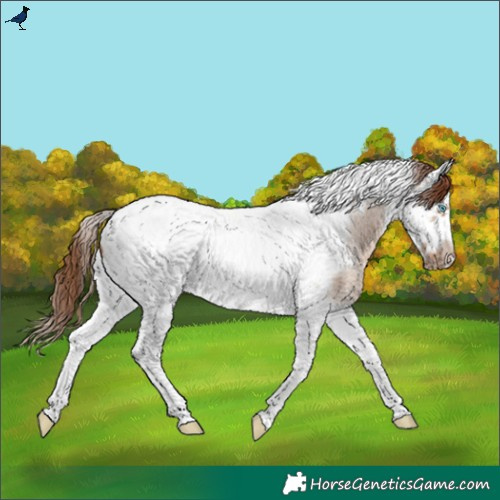 Horse Color:Red Dun Roan Splash Tobiano Frame 