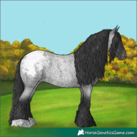 Horse Color:Blue Roan Snowcap 