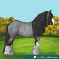 Horse Color:Blue Roan Rabicano
