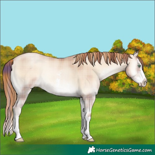 Horse Color:Plaid Gold Champagne Pearl Onyx Sabino Splash
