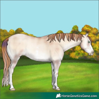 Horse Color:Plaid  Gold Champagne Pearl Onyx Sabino Splash 