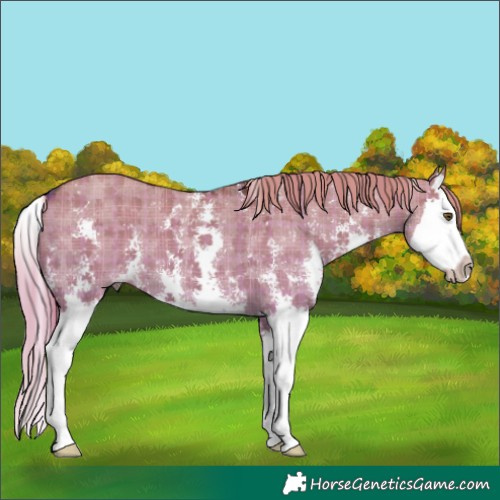 Horse Color:Plaid  Liver Red Dun Sabino Splash 