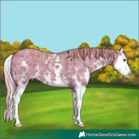 Horse Color:Plaid  Liver Red Dun Sabino Splash 