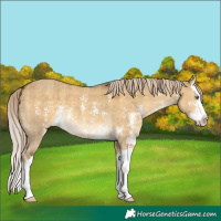 Horse Color:Plaid  Chocolate Palomino Dun Sabino Splash 