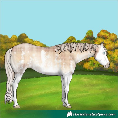 Horse Color:Plaid  Chocolate Palomino Pearl Onyx Sabino Splash 