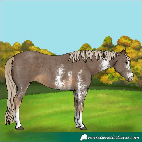 Horse Color:Chocolate Palomino Sabino 