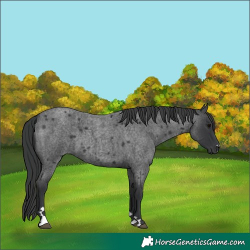 Horse Color:Blue Roan 
