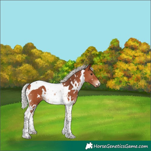 Horse Color:Unknown 