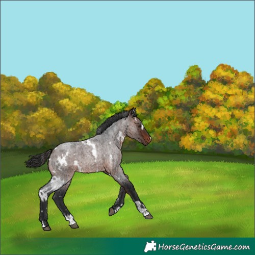 Horse Color:Unknown 