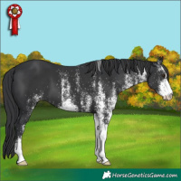 Horse Color:White Spotted Black 