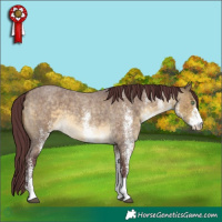 Horse Color:White Spotted Chocolate Buckskin Roan Dun 