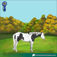 Horse Color:Liver Chestnut Mushroom Splash Tobiano