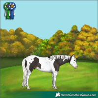 Horse Color:Liver Chestnut Mushroom Splash Tobiano 
