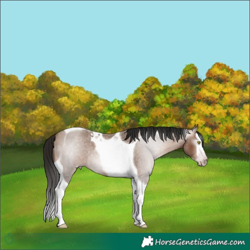 Horse Color:Gray Amber Champagne Roan Splash Tobiano 