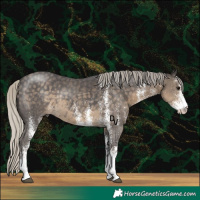 Horse Color:White Spotted Silver Smoky Black Rabicano 