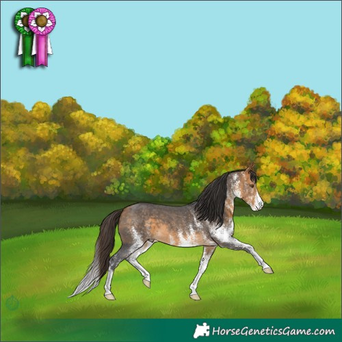 Horse Color:White Spotted Buckskin 