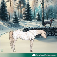 Horse Color:Perlino Appaloosa 