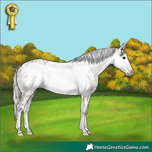 Horse Color:Silver Brown Frame Appaloosa 