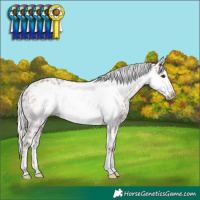 Horse Color:Silver Brown Frame Appaloosa 