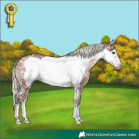 Horse Color:Silver Brown Frame Appaloosa