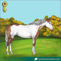 Horse Color:Silver Brown Frame Appaloosa 