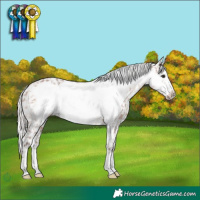 Horse Color:Silver Brown Frame Appaloosa 