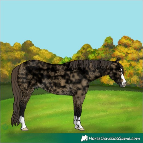 Horse Color:Buckskin Ice Dun 