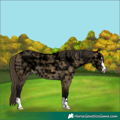 Horse Color:Buckskin Ice Dun 