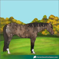 Horse Color:Bay Ice Dun 