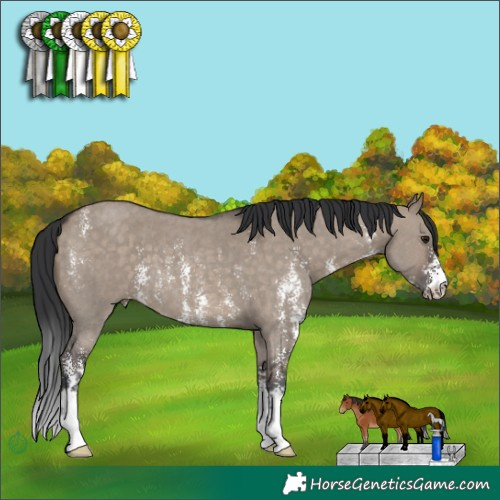 Horse Color:Brown Dun Sabino 