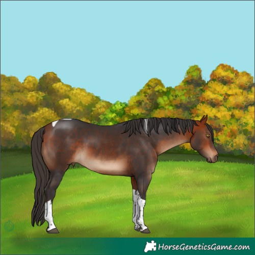 Horse Color:Bay Tobiano 