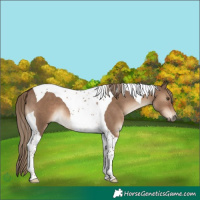 Horse Color:Liver Red Dun Tobiano