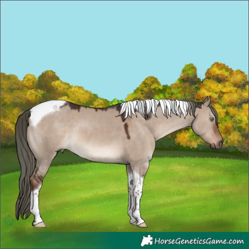 Horse Color:Liver Red Dun Mushroom Tobiano 
